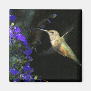 Kolibri-Vogel-Tierwild lebende tiere mit Blumen Magnet