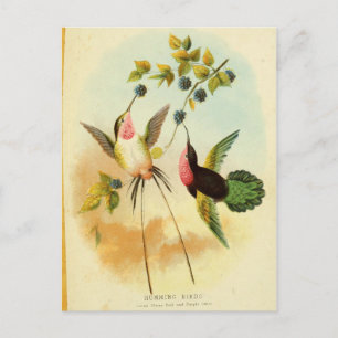 Kolibri, Vogelillustration, Vogelkunst, Vintage Postkarte