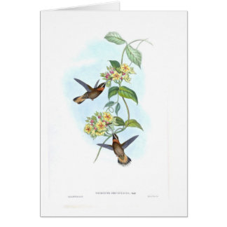 Kolibris