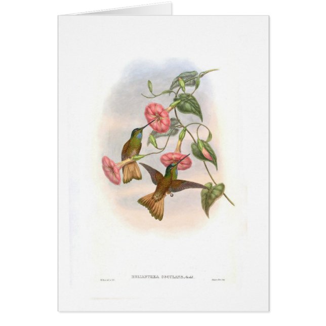 Kolibris (Vorne)