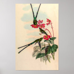 Kolibris aus der Sammlung von John Gould Poster