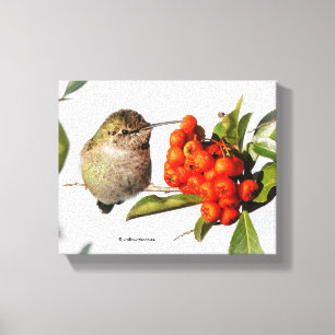Kolibris der Art Anna's Kolibri posiert vor der Py Leinwanddruck