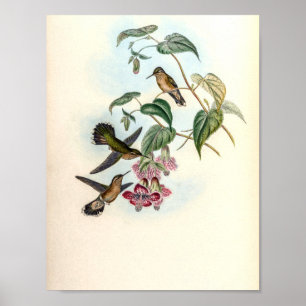 Kolibris der Vintage-Zeit von John Gould Poster