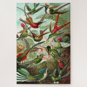 Kolibris - Ernst Haeckel