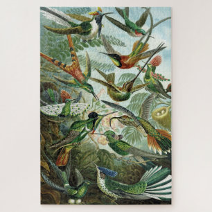 Kolibris - Ernst Haeckel