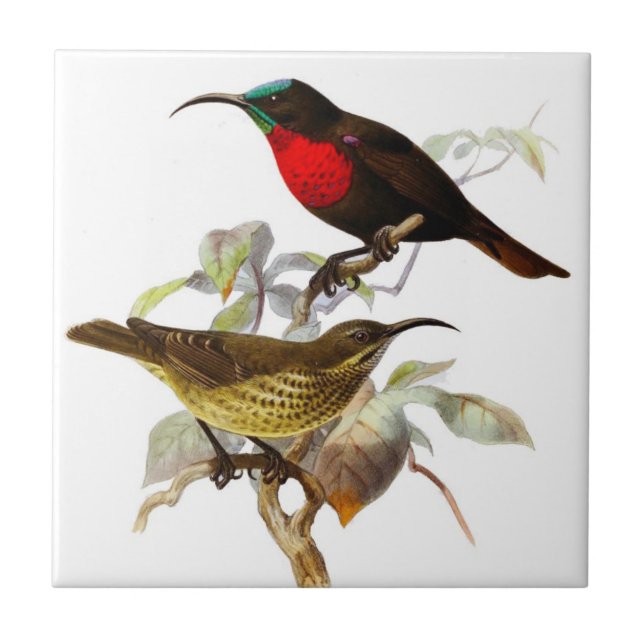 Kolibris Fliese (Vorderseite)