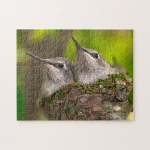 Kolibris im Babyalter