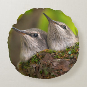 Kolibris im Babyalter Rundes Kissen