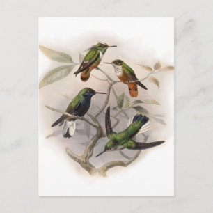 Kolibris im Flug Postkarte