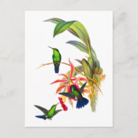 Kolibris Johns Goulds mit rosa Orchideen