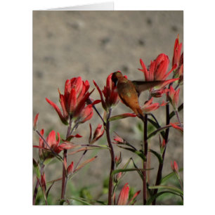 Kolibris Kardinal flog.