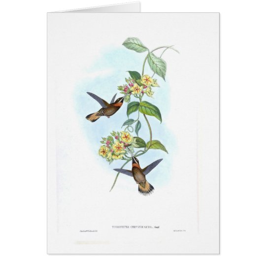 Kolibris Karte