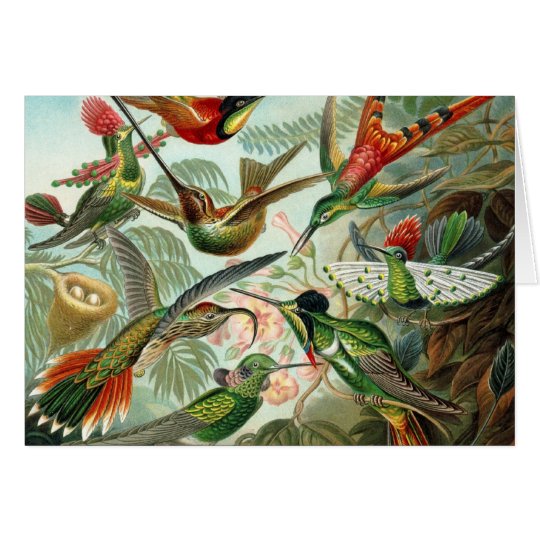 Kolibris Karte
