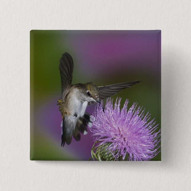 Kolibris mit Ruby-Kehle im Flug am Dickicht Button (Vorderseite)