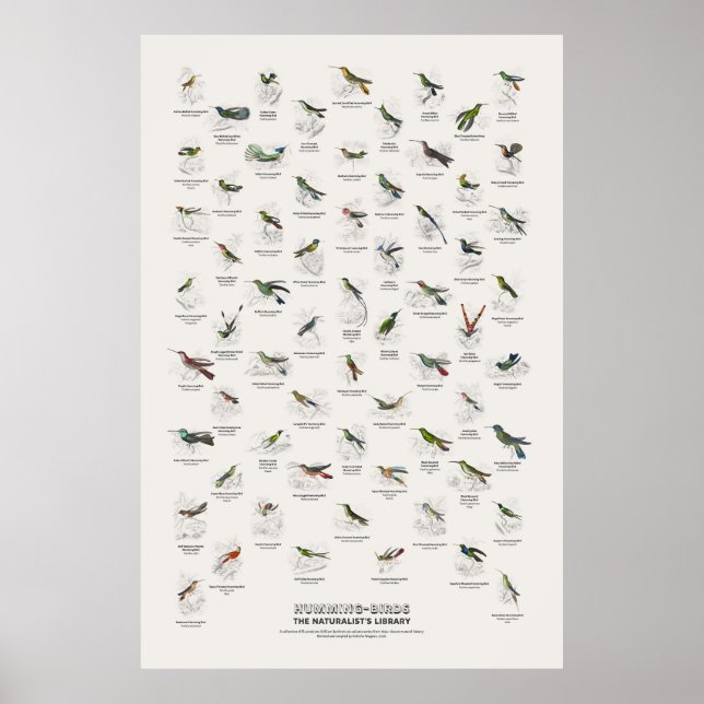 Kolibris - Naturalist's Library Poster (Vorne)