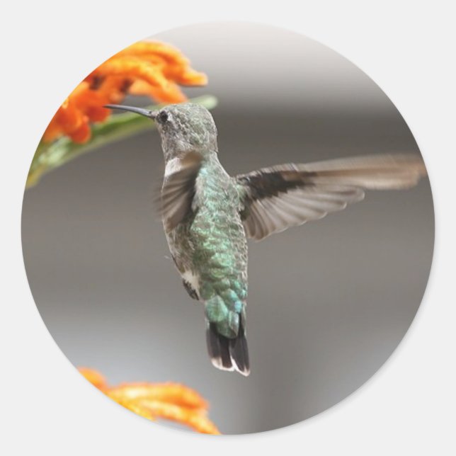 Kolibris Runder Aufkleber (Vorderseite)