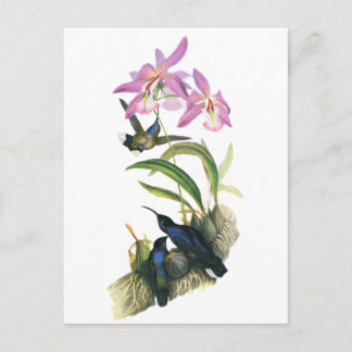 Kolibris und rosa Orchideen Postkarte