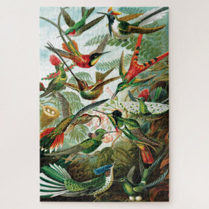 Kolibris von Ernst Haeckel