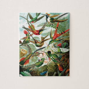 Kolibris von Ernst Haeckel