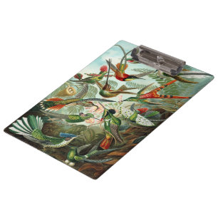 Kolibris von Ernst Haeckel, Vintage Vögel Bäume Klemmbrett