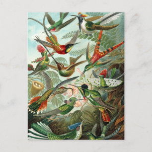 Kolibris von Ernst Haeckel, Vintage Vögel Bäume Postkarte