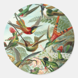 Kolibris von Ernst Haeckel, Vintage Vögel Bäume Runder Aufkleber