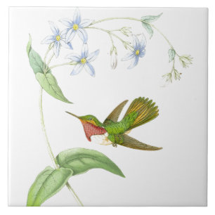 Kolibris von Gould Fliese
