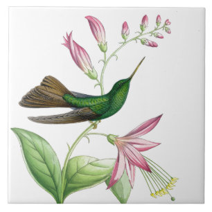 Kolibris von Gould Fliese