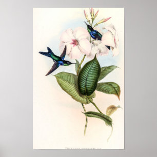 Kolibris von John Gould Poster