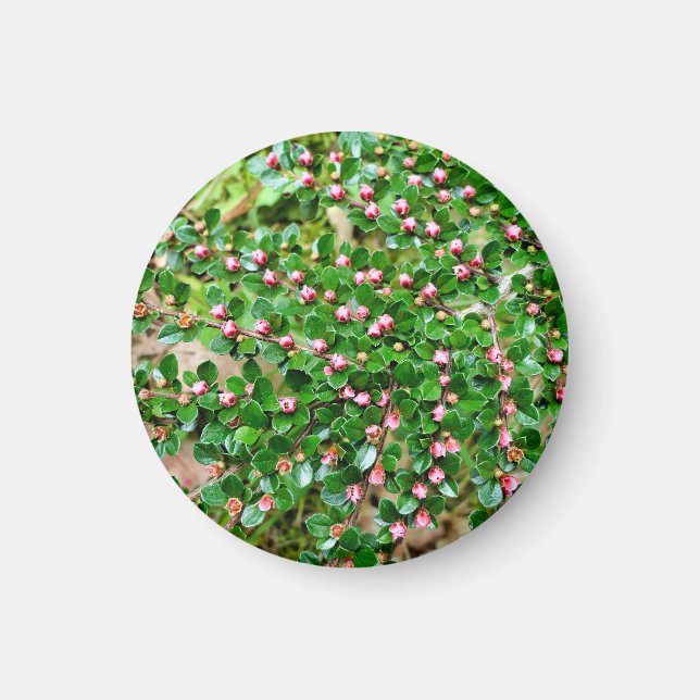 Kölner Horizontalis Magnet (Vorne)