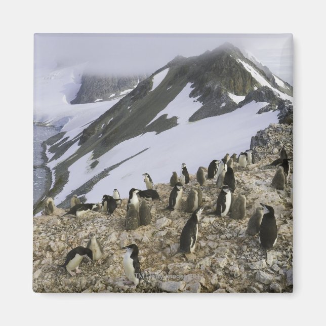 Kolonie der Chinstrap-Pinguine Magnet (Vorne)