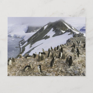 Kolonie der Chinstrap-Pinguine Postkarte