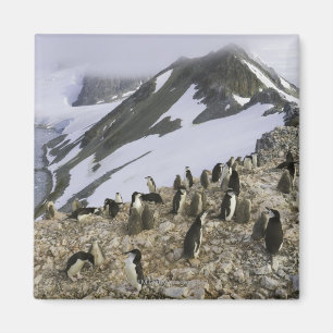 Kolonie von Chinstrap Pinguinen Magnet