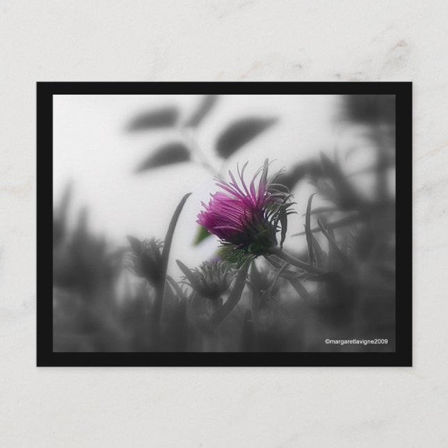 Koloriertes Aster mit schwarzer Grenze Postkarte (Vorderseite)