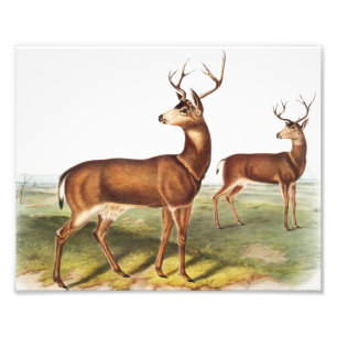Kolumbianischer Schwarzschwanzhirsch (Cervus Richa Fotodruck
