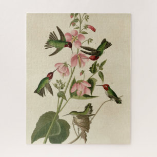 Kolumbisch (Anna's) Humming Bird - Audubons Vögel