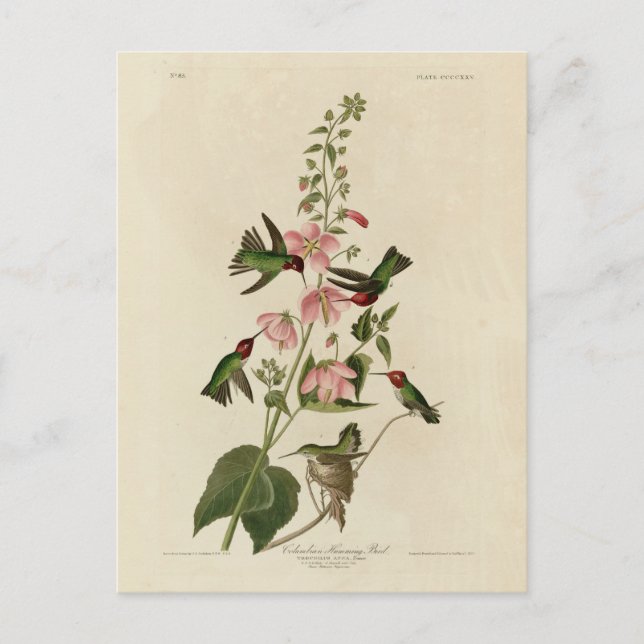 Kolumbisch (Anna's) Humming Bird - Audubons Vögel Postkarte (Vorderseite)