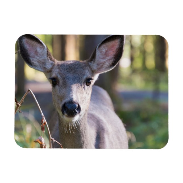 Kolumbischer Schwarzschwanzhund | Washingtoner Sta Magnet (Horizontal)