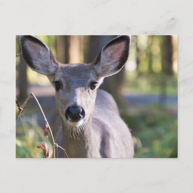 Kolumbischer Schwarzschwanzhund | Washingtoner Sta Postkarte (Vorderseite)