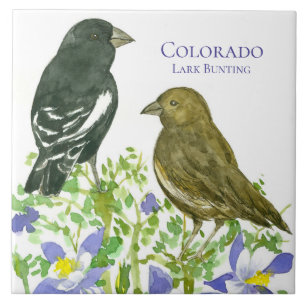 Kolumne Blume Lark Bunting Colorado Fliese