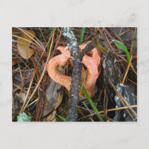 Kolumne Stinkhorn Mushroom OBX Postkarte