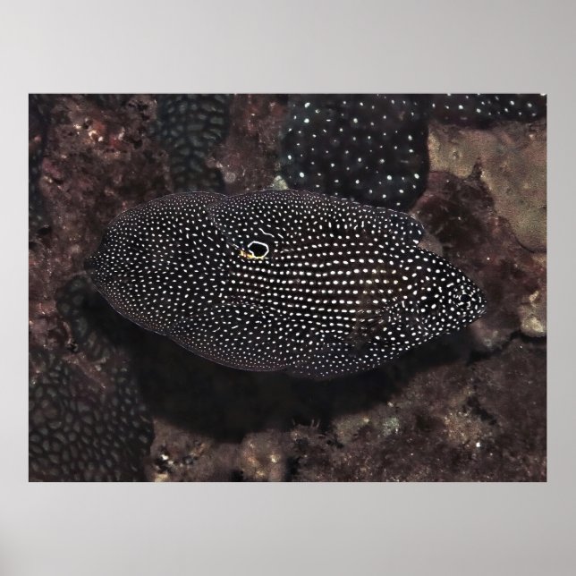 Komet Poster (Vorne)