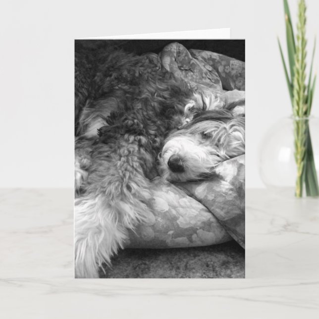 Komfortable Snooze Alte Englische Schafhund Karte (Vorderseite)