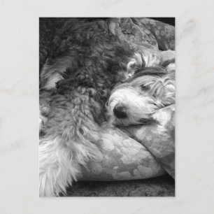 Komfortable Snooze Alte Englische Schafhund Postkarte