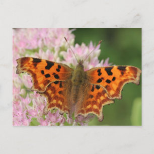 Komma-Schmetterling Postkarte