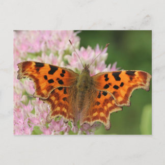 Komma-Schmetterling Postkarte