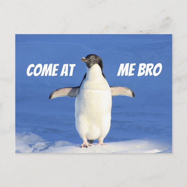 Kommen Sie zu Me Bro Meme Pinguin Postcard Postkarte (Vorderseite)