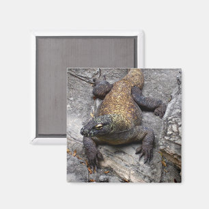 Komodo-Drache auf warmem Stein Magnet