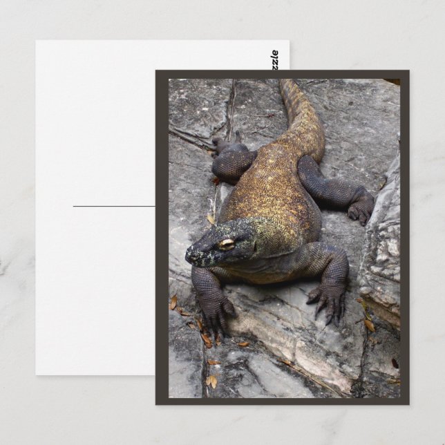 Komodo-Drache Fels-Szene Postkarte (Vorne/Hinten)