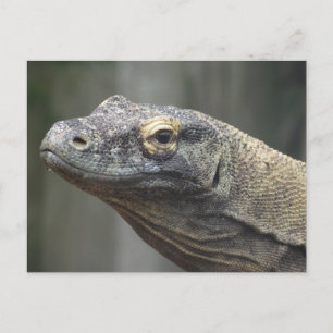 Komodo-Drache Postkarte